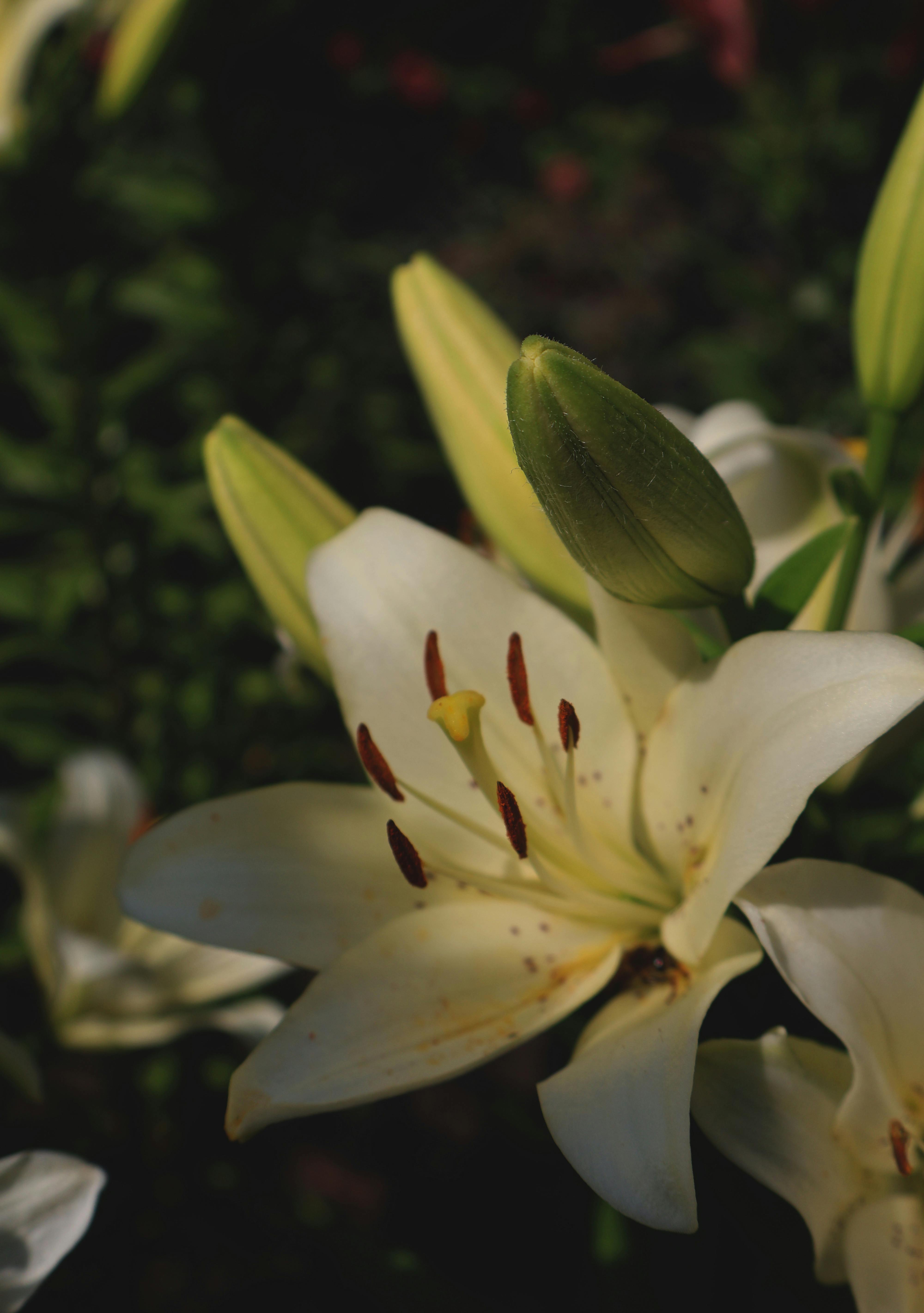 Detailed close-up of a white lily in bloom with buds, showcasing nature's freshness.
