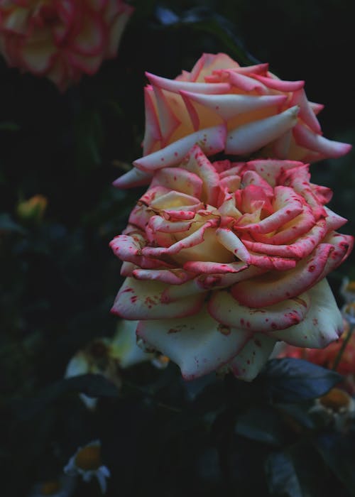 คลังภาพถ่ายฟรี ของ กลีบดอก, ดอกกุหลาบ, ต้นไม้