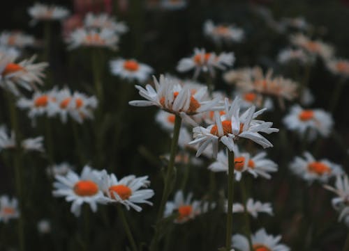 คลังภาพถ่ายฟรี ของ ขาว, ความอุดมสมบูรณ์, ดอกเดซี่