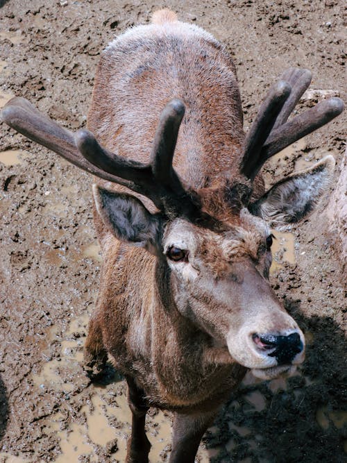 동물 사진, 모바일 바탕화면, 사슴 뿔의 무료 스톡 사진