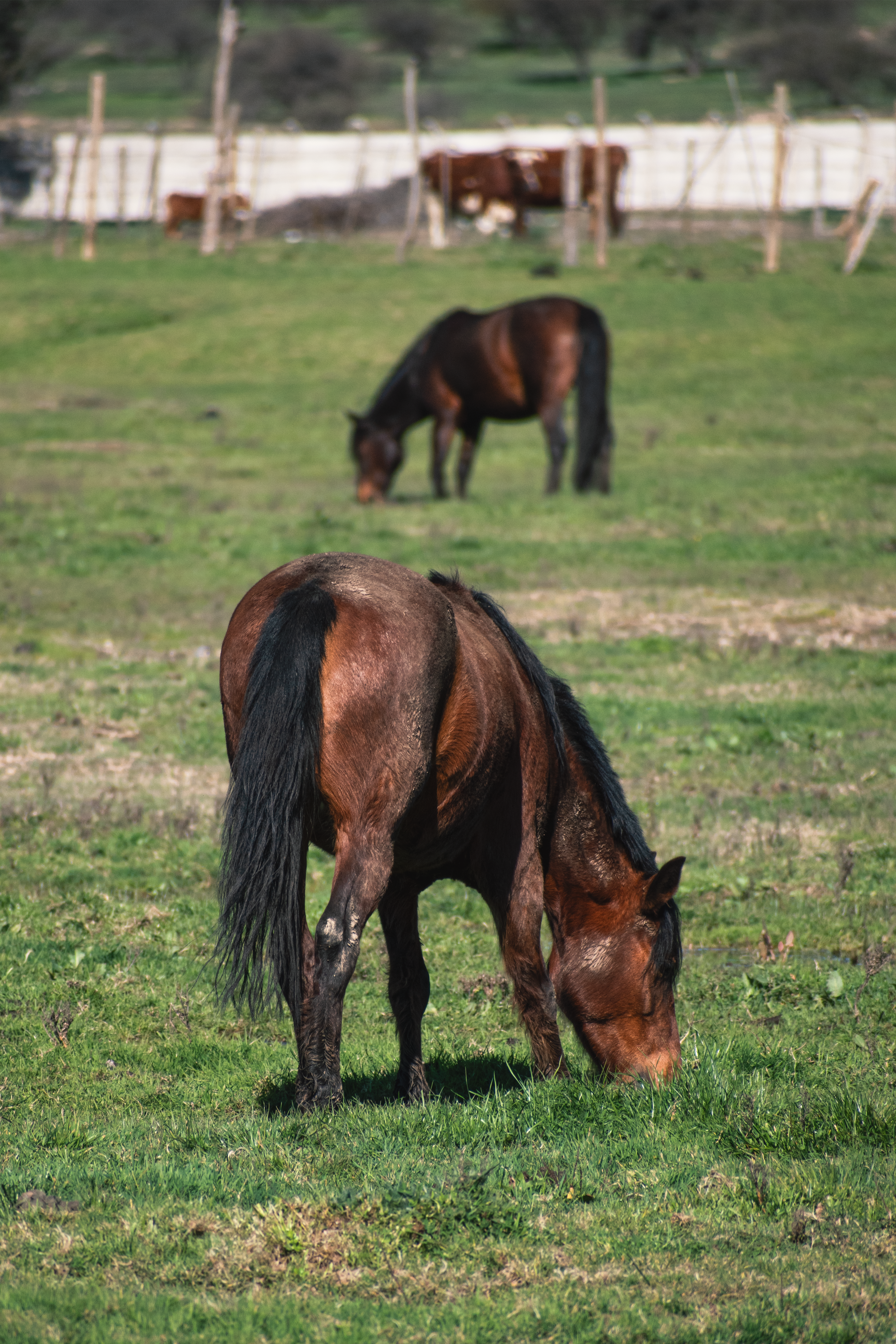 A tranquil scene of horses grazing peacefully in a green rural pasture.