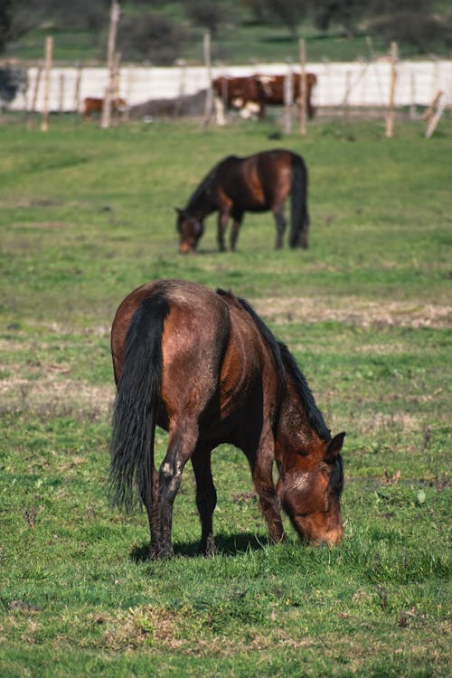 Δωρεάν στοκ φωτογραφιών με αγρόκτημα, αγροτικός, άλογα