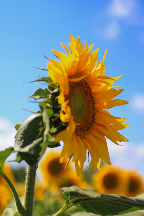 Close up of Sunflower