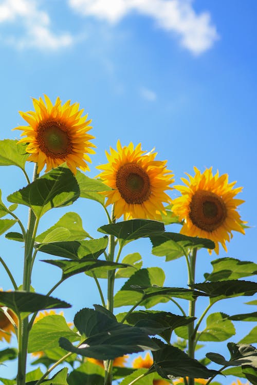 Close up of Sunflowers