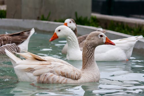 Domestic Geese Swimming in a Pool