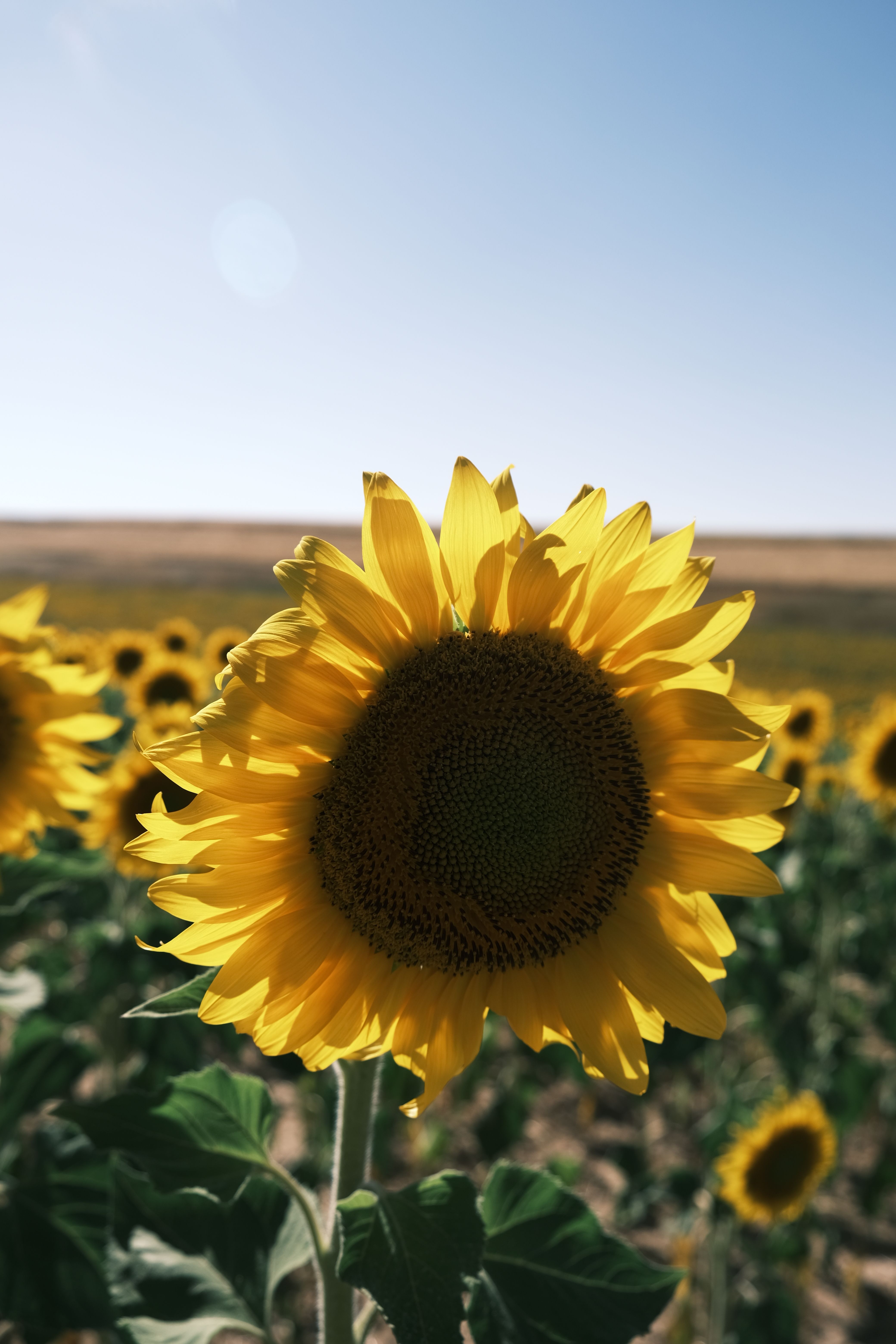 A sunflower in the middle of a field · Free Stock Photo