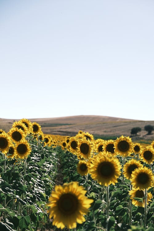 Field of Sunflowers in Countryside