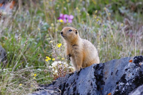 Prairie Dog in Nature