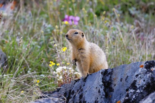 A ground squirrel standing on a rock surrounded by vibrant wildflowers in Whale Cove, Nunavut.