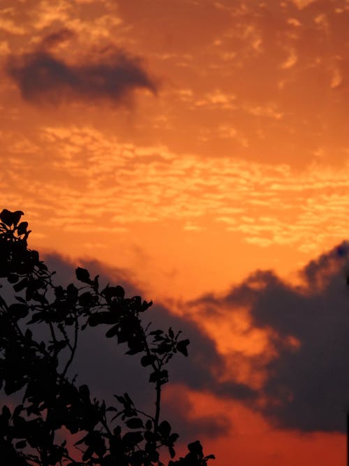 オレンジ色の空, 垂直ショット, 天気の無料の写真素材
