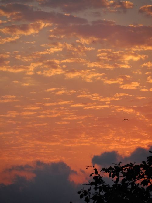 Free Stunning orange sunset with scattered clouds and dark silhouette of foliage. Stock Photo
