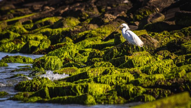 A Snowy Egret perched on vibrant moss-covered rocks by the ocean shoreline, showcasing nature's beauty.