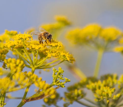 Close-up of a Bee on a Yellow Flower