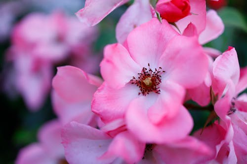 Close-up of a Pink Floribunda Rose 