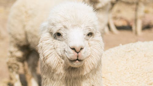 Cute Alpaca on Farm