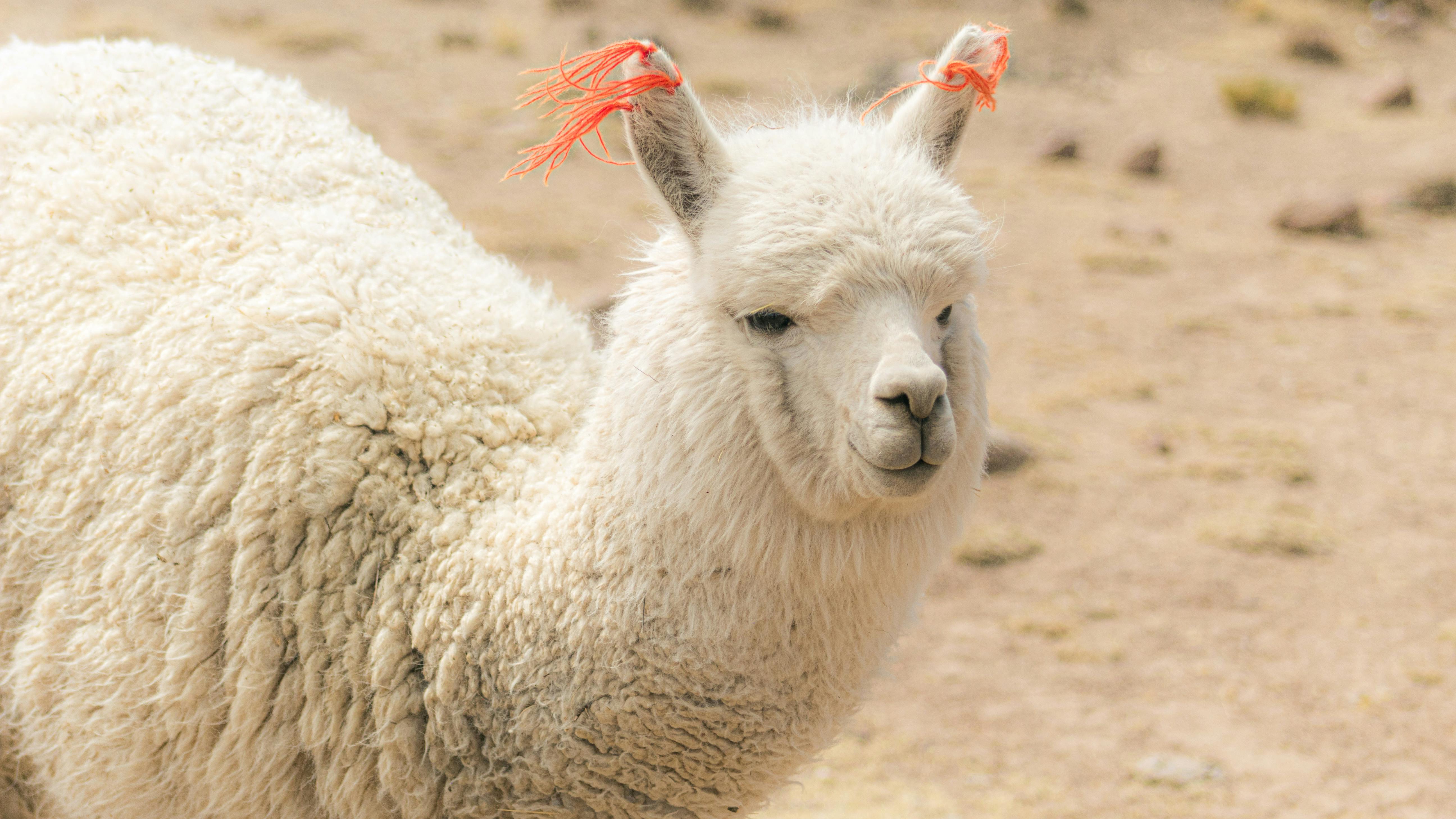 LAMA Newsletter Highlights Advocacy for Indigenous Communities, Hunger Relief, and Civic Engagement — Photo by Saúl  Ticona o