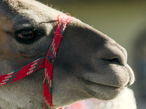Δωρεάν στοκ φωτογραφιών με γκρο πλαν, ζώνη ασφαλείας, καμήλα