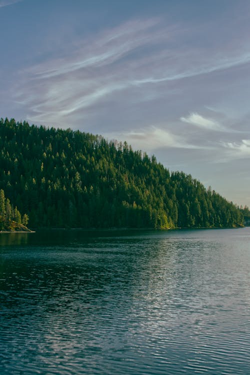 Woods by Lake in Washington State, USA