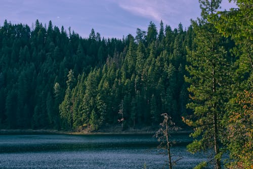 Conifers Along Lakeshore in USA