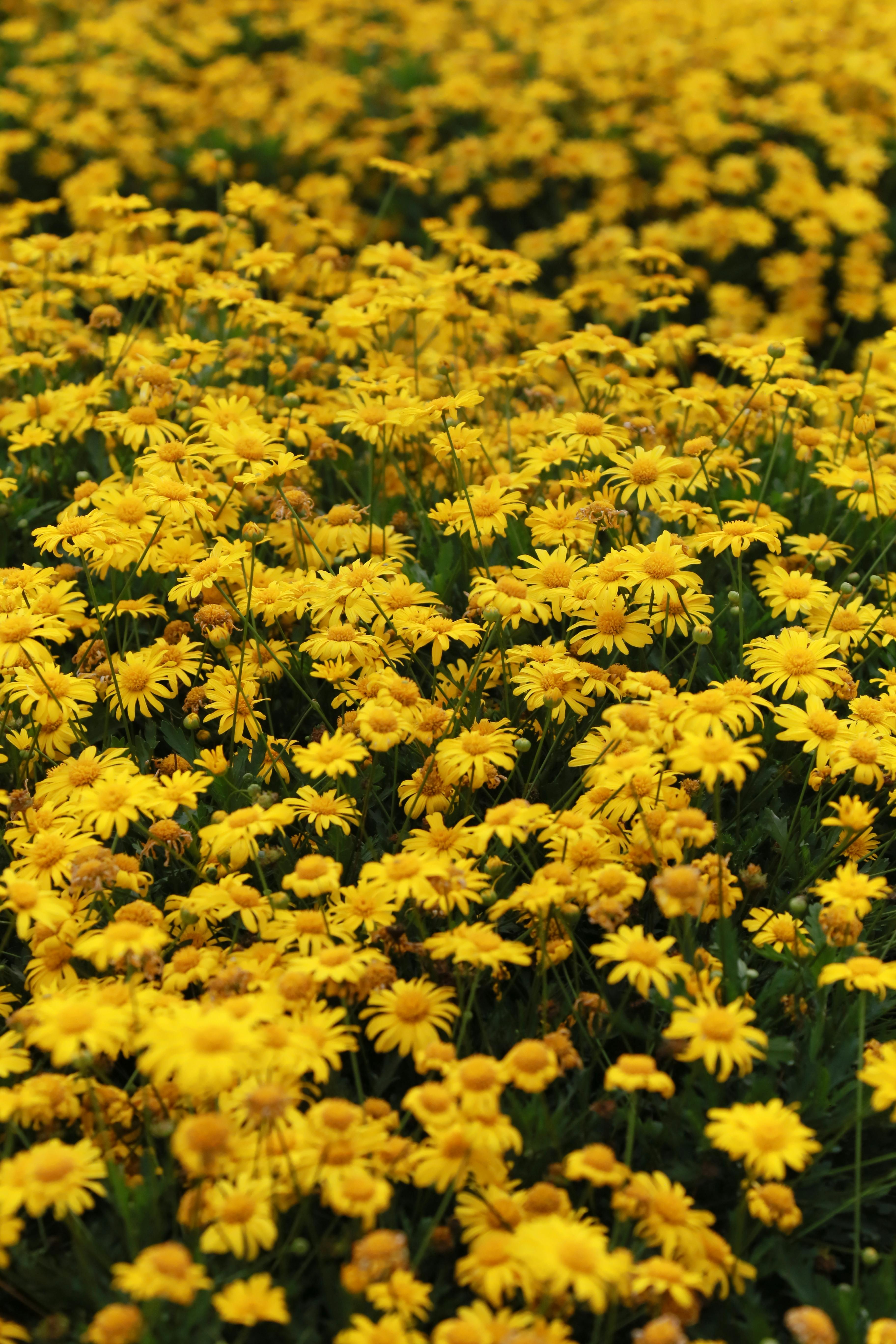 A stunning field of vibrant yellow daisies in full bloom, captured in natural light, showcasing the beauty of spring.