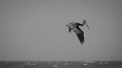 Fotos de stock gratuitas de alas, blanco y negro, fauna