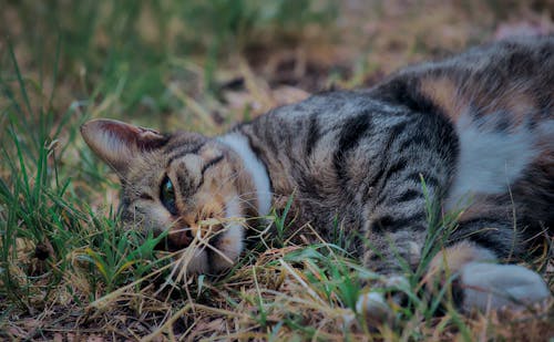 A Tabby Cat Lying on the Ground 