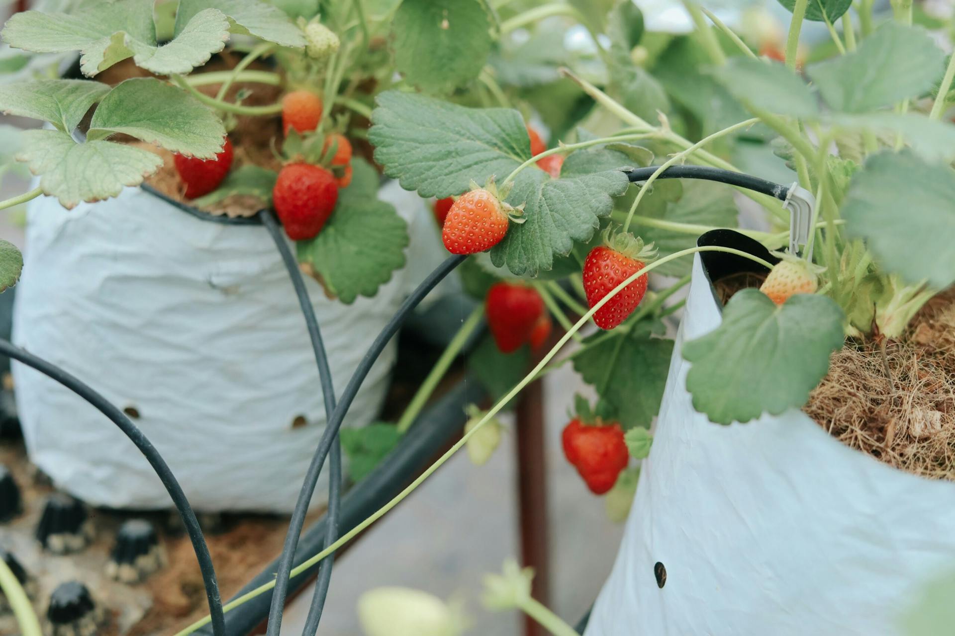 Close-up of ripe strawberries on plants in a hydroponic garden setup.