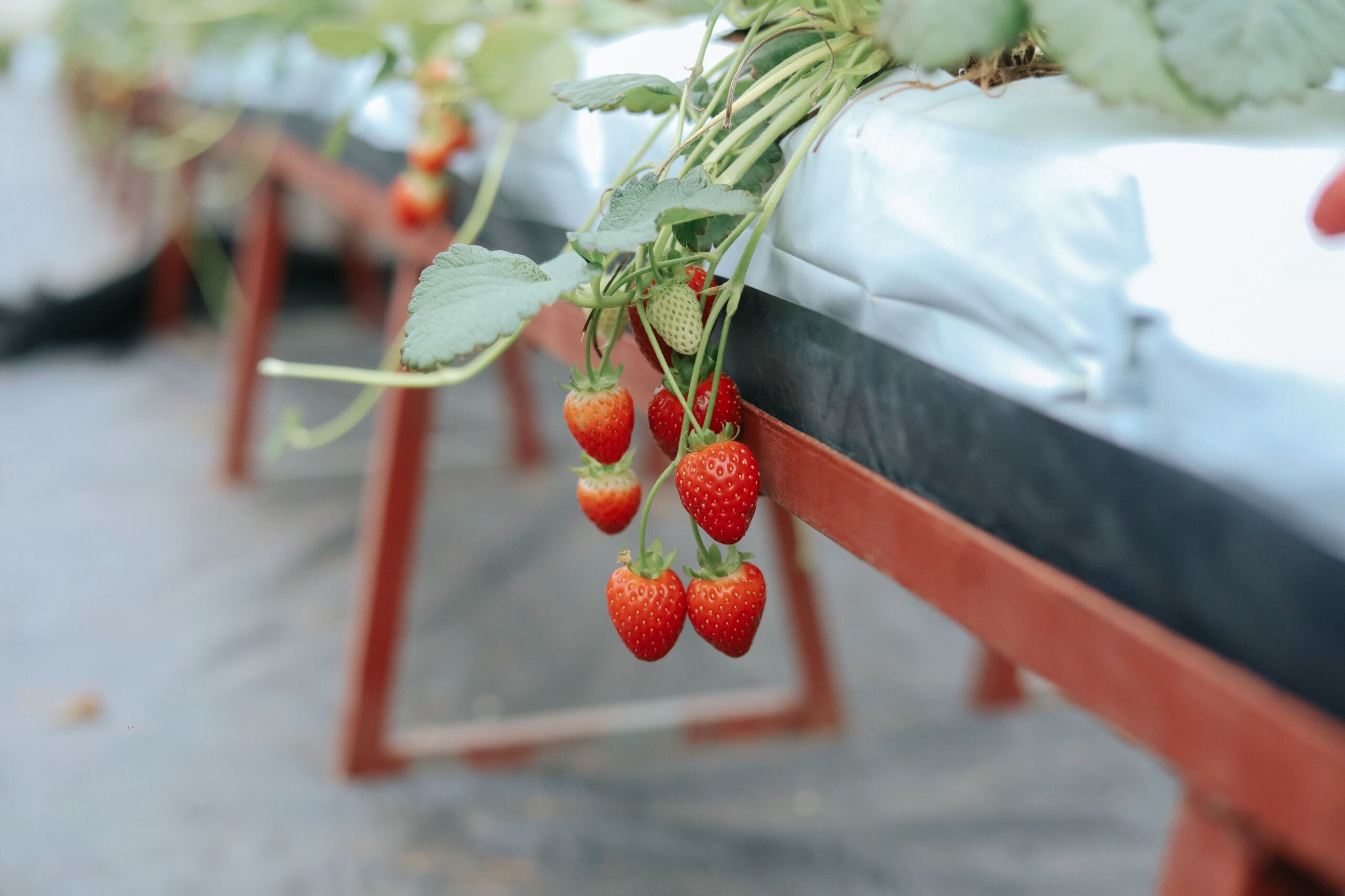 Close-up of ripe strawberries hanging from plants in a greenhouse setting.