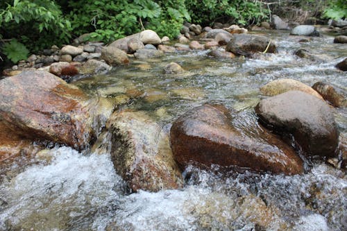 คลังภาพถ่ายฟรี ของ ตะไคร่น้ำ, ป่า, สันดอน
