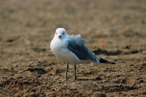 Free Close-up of a ring-billed gull standing on a sandy beach during the day. Stock Photo