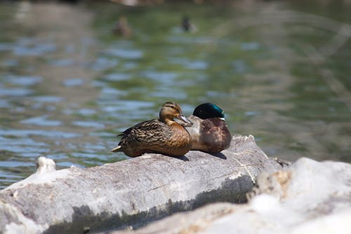 Ilmainen kuvapankkikuva tunnisteilla ankat, eläimet, järvi