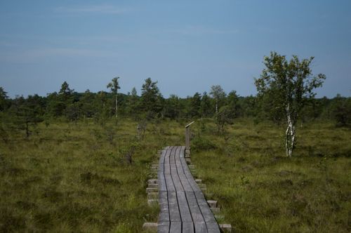 Free Explore the tranquil beauty of a wooden path in Saaremaa's lush swamp landscape. Stock Photo
