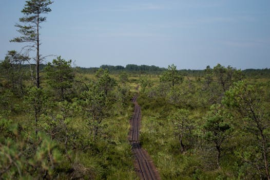 Explore the tranquil beauty of a forest swamp trail in Saaremaa, Estonia.