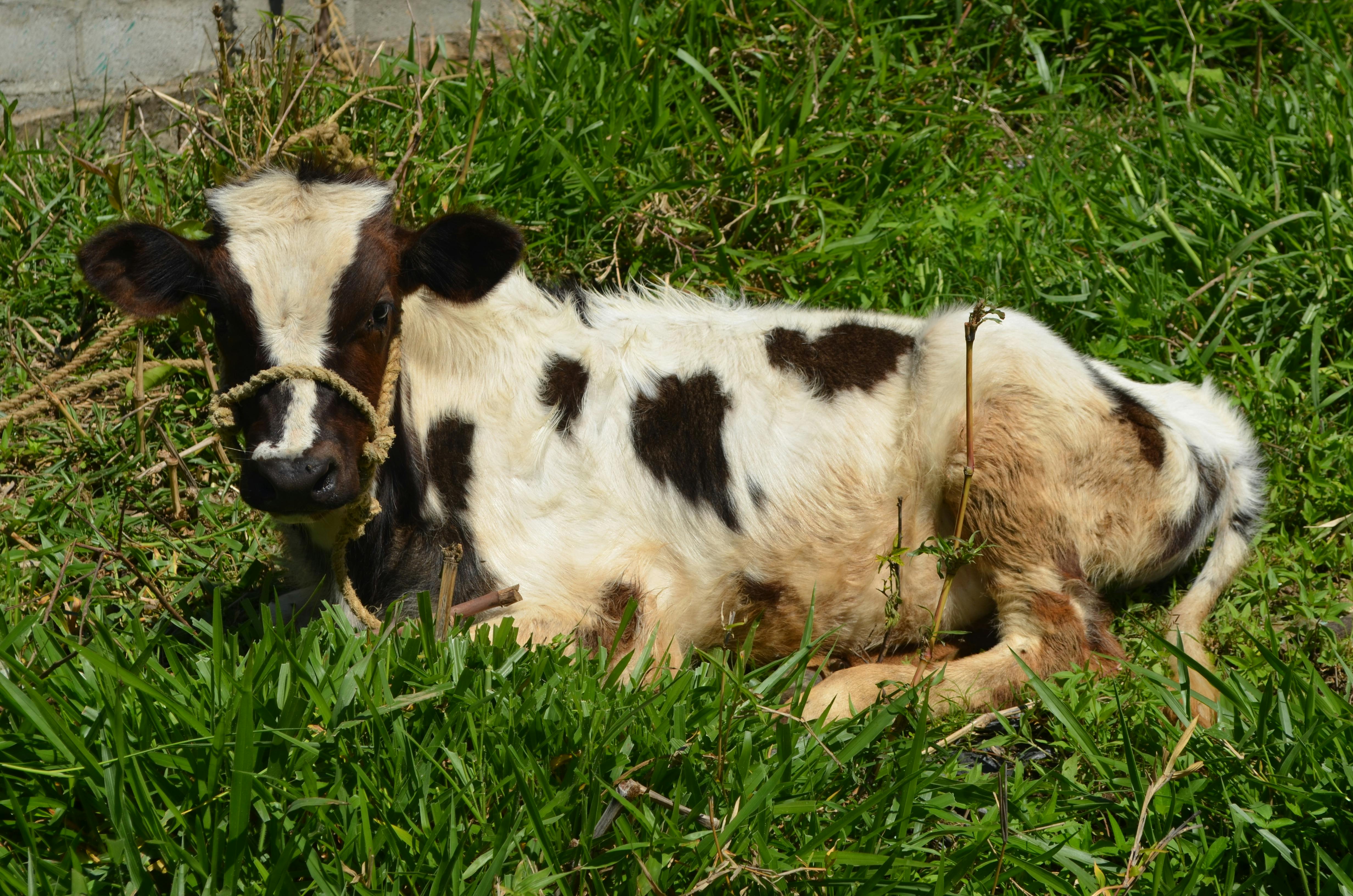 Free stock photo of animal farming, animal lover, cow