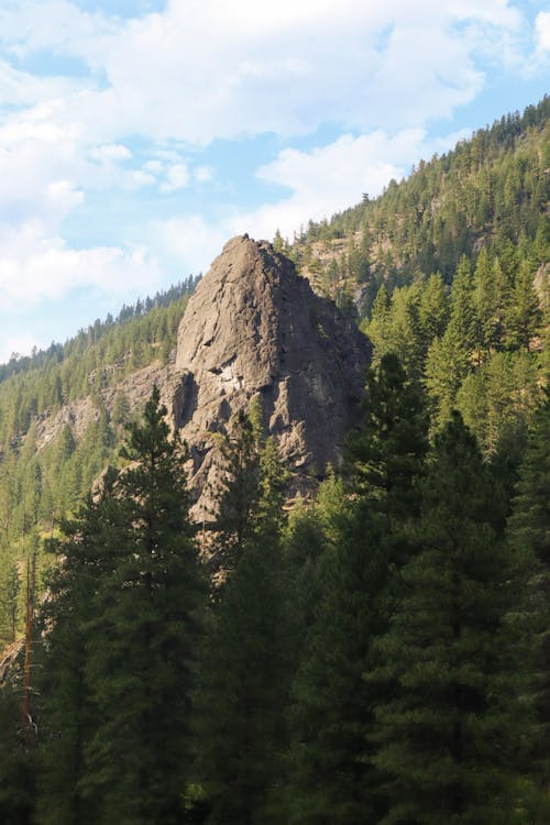 Rock Among Coniferous Trees 