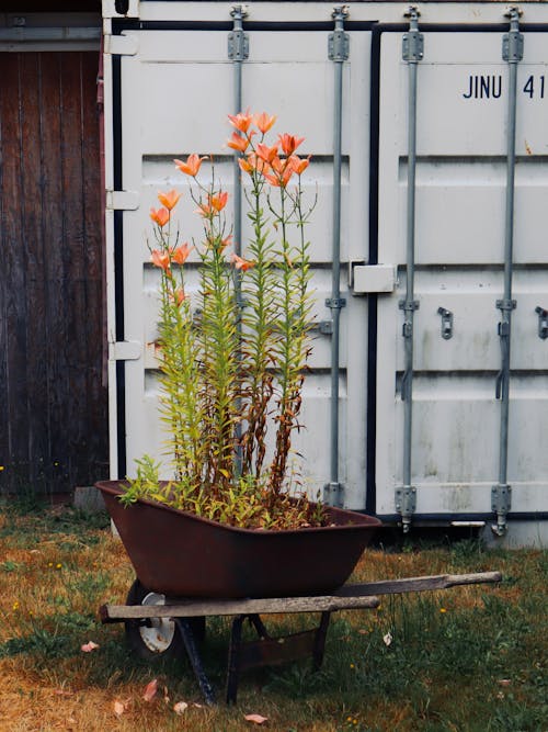 Immagine gratuita di agricoltura, carriola, fiori d'arancio
