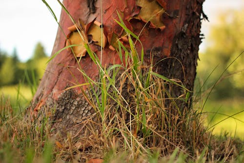 Immagine gratuita di abbaiare, alberi, albero