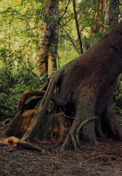 Deep-rooted tree trunk surrounded by green foliage in a tranquil forest.