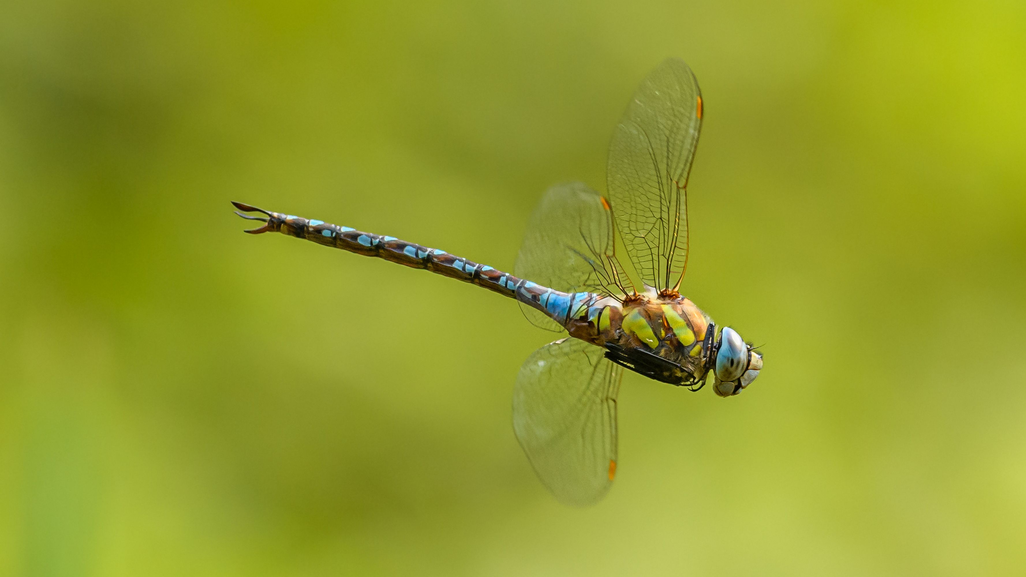 Close up of Flying Dragonfly · Free Stock Photo