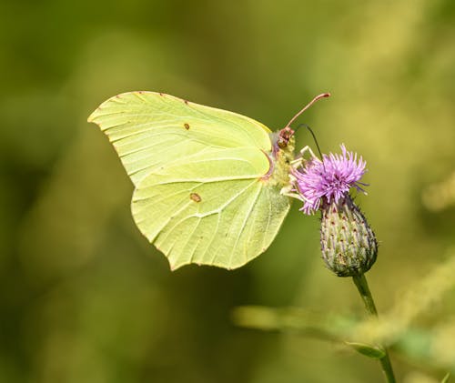 Kostenloses Stock Foto zu blume, frisch, nahansicht