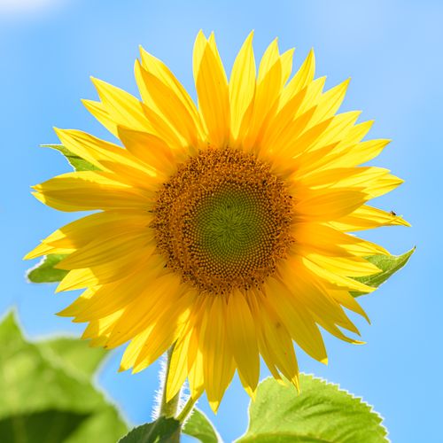 Free Vivid close-up of a sunflower against a clear summer sky, showcasing its vibrant yellow petals. Stock Photo