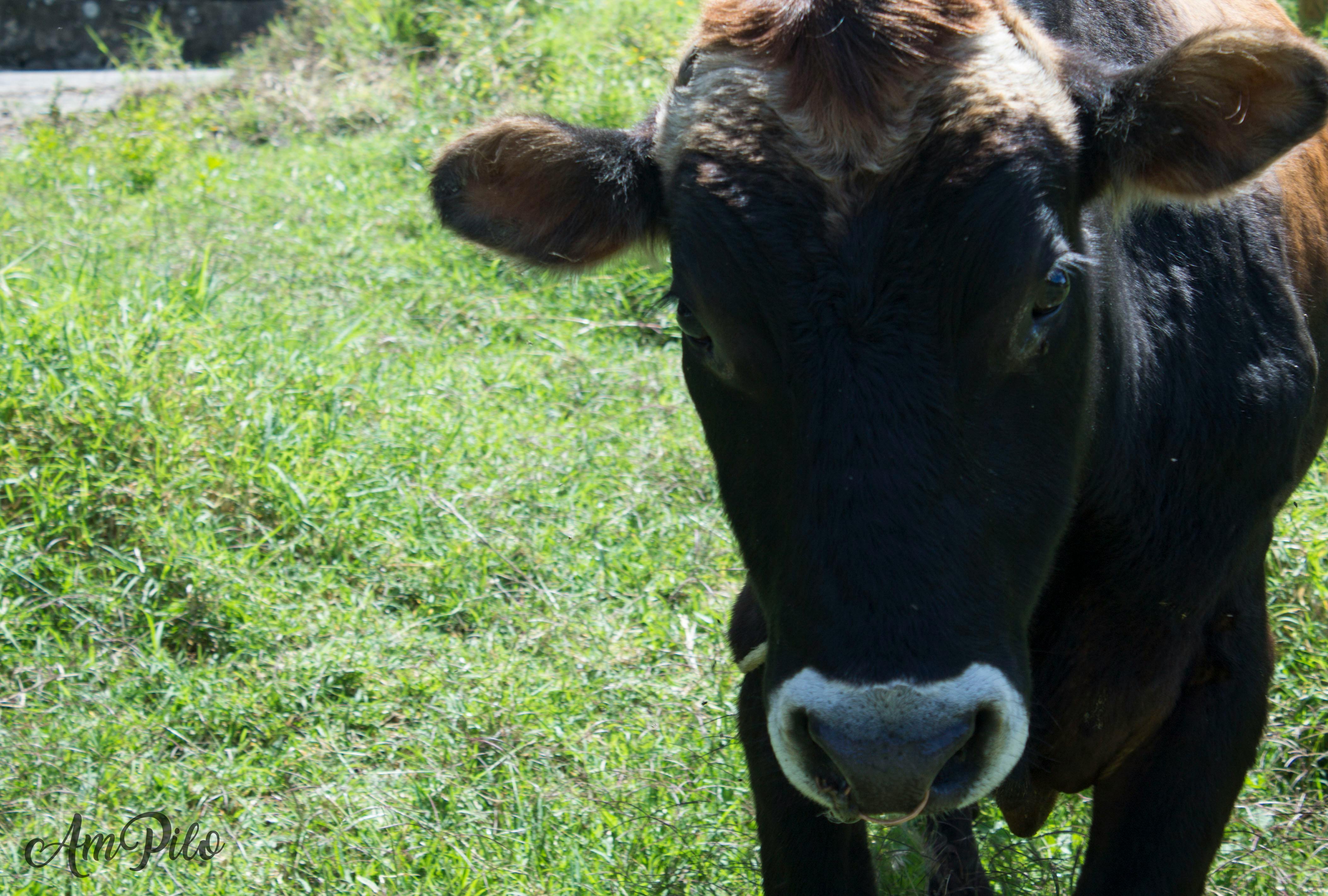 Free stock photo of animal farming, animal lover, cow