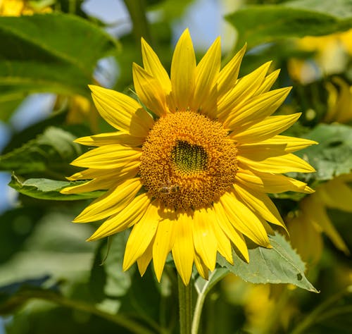 Foto profissional grátis de amarelo, fechar-se, flor