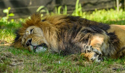 Gratis stockfoto met aarde, achtergrond, dierenfotografie