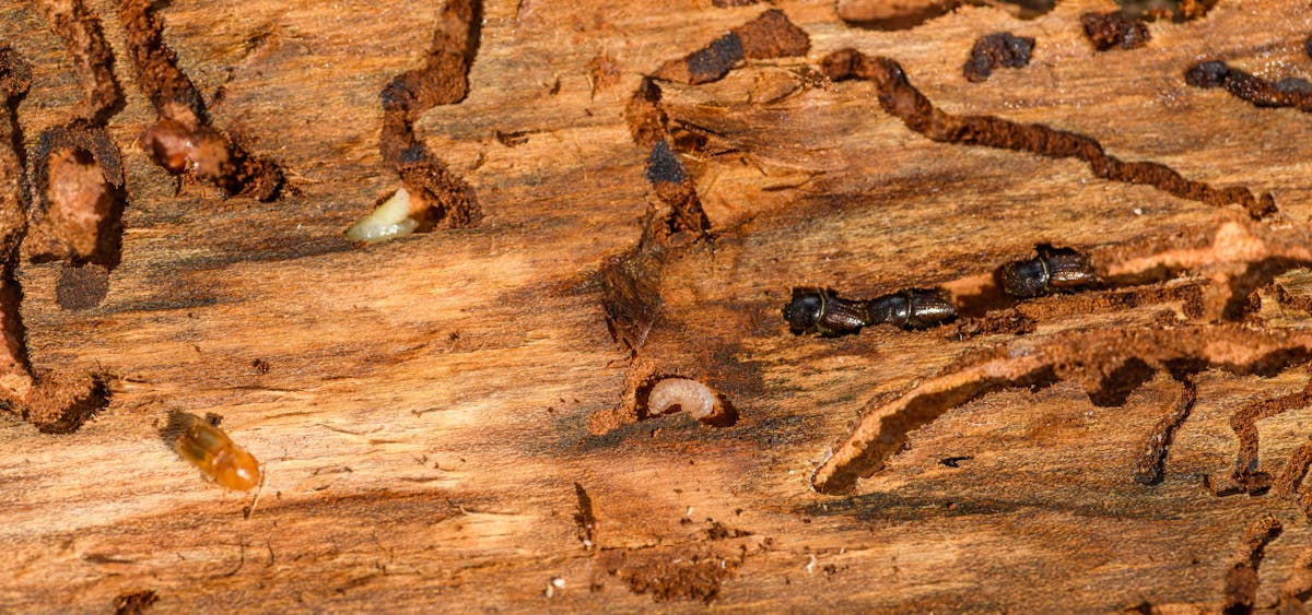 Termite damage on wood — mud tubes and galleries