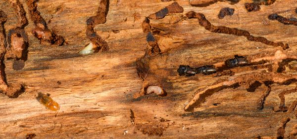 Macro photo of termites and larvae on wood