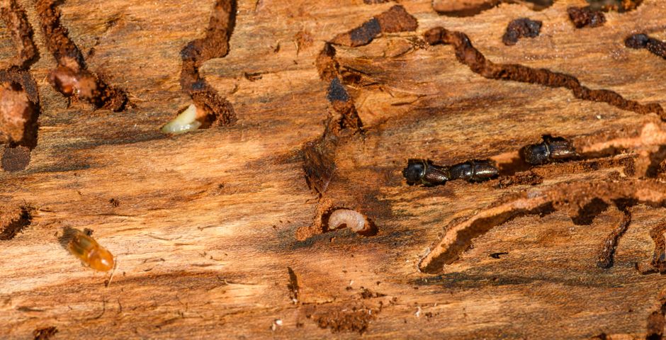 Close-up of termites — the underground species that does almost all the damage in Malaysia
