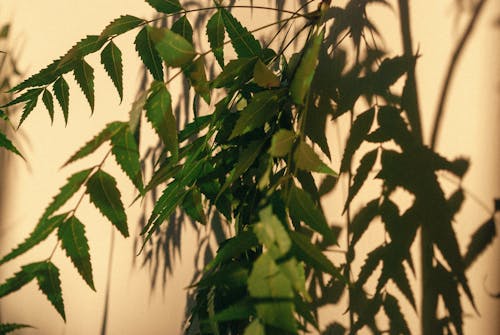 Free stock photo of branch, close-up, foliage