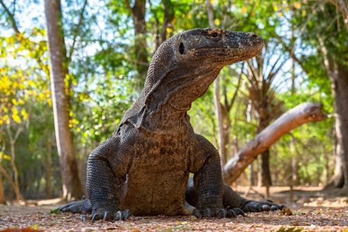 Komodo Dragon in Close Up Photography