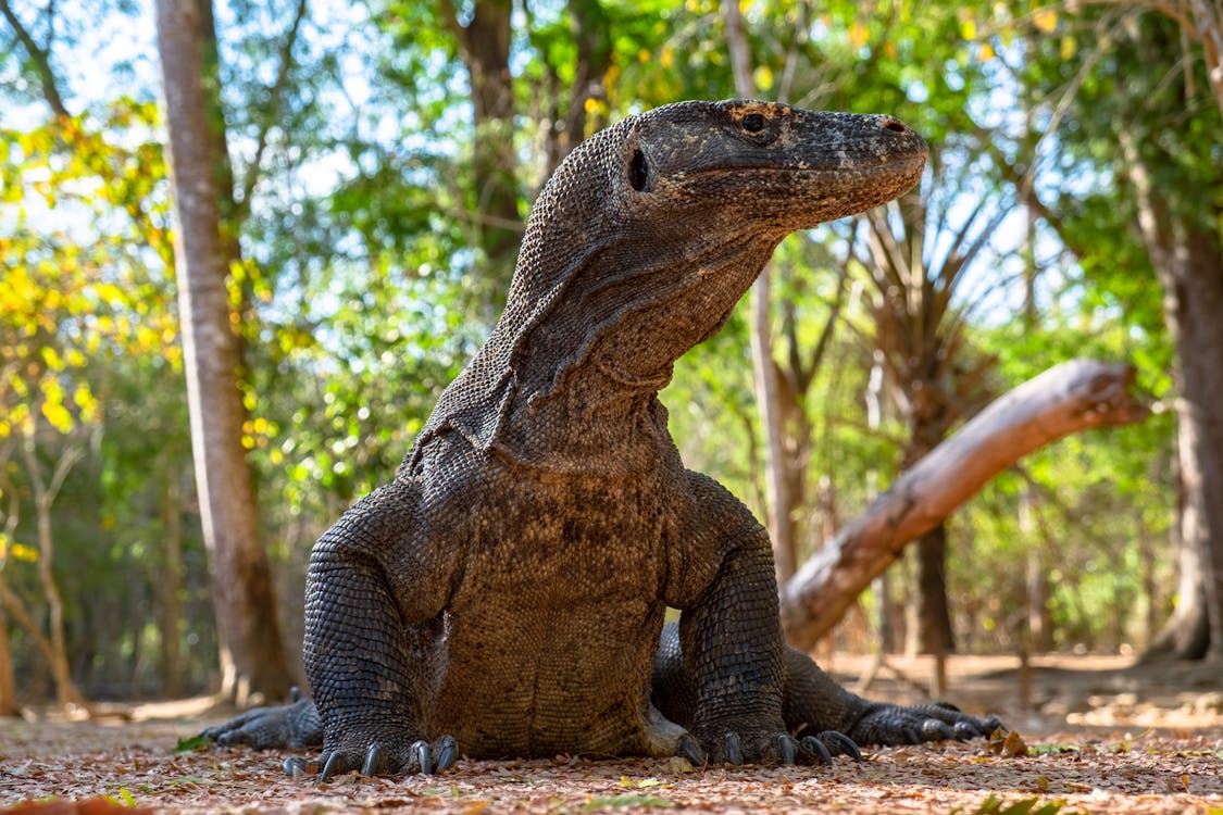 pulau komodo